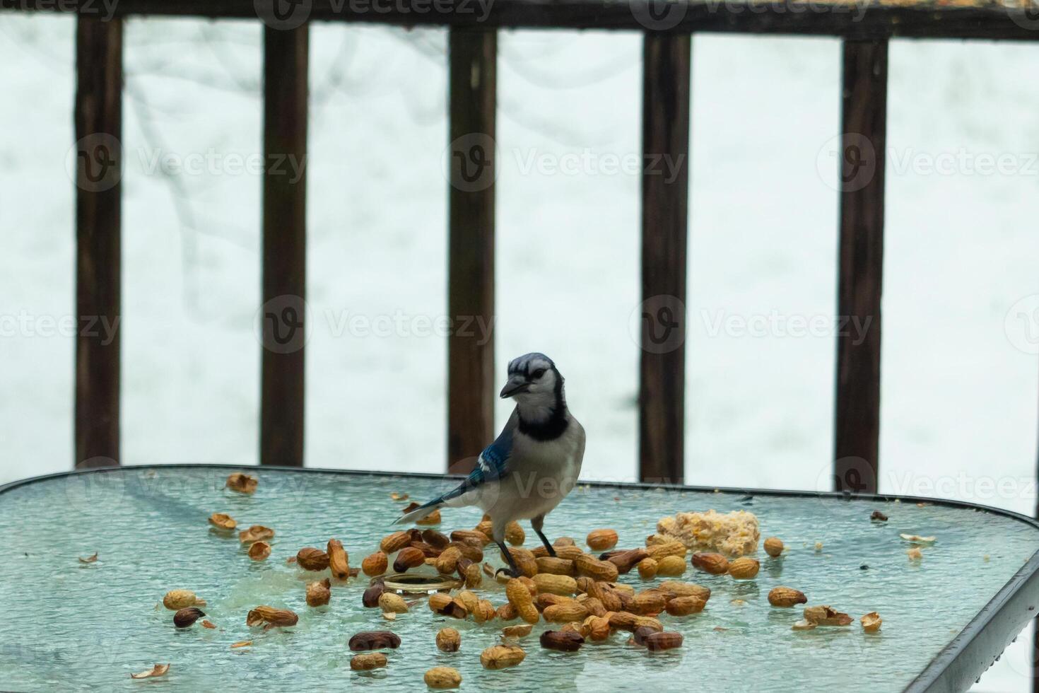 isto lindo azul Jay veio para a vidro mesa para alguns Comida. a bonita pássaro é cercar de amendoim. isto é tal uma frio tonificado imagem. neve em a terra e azul cores todos em volta. foto