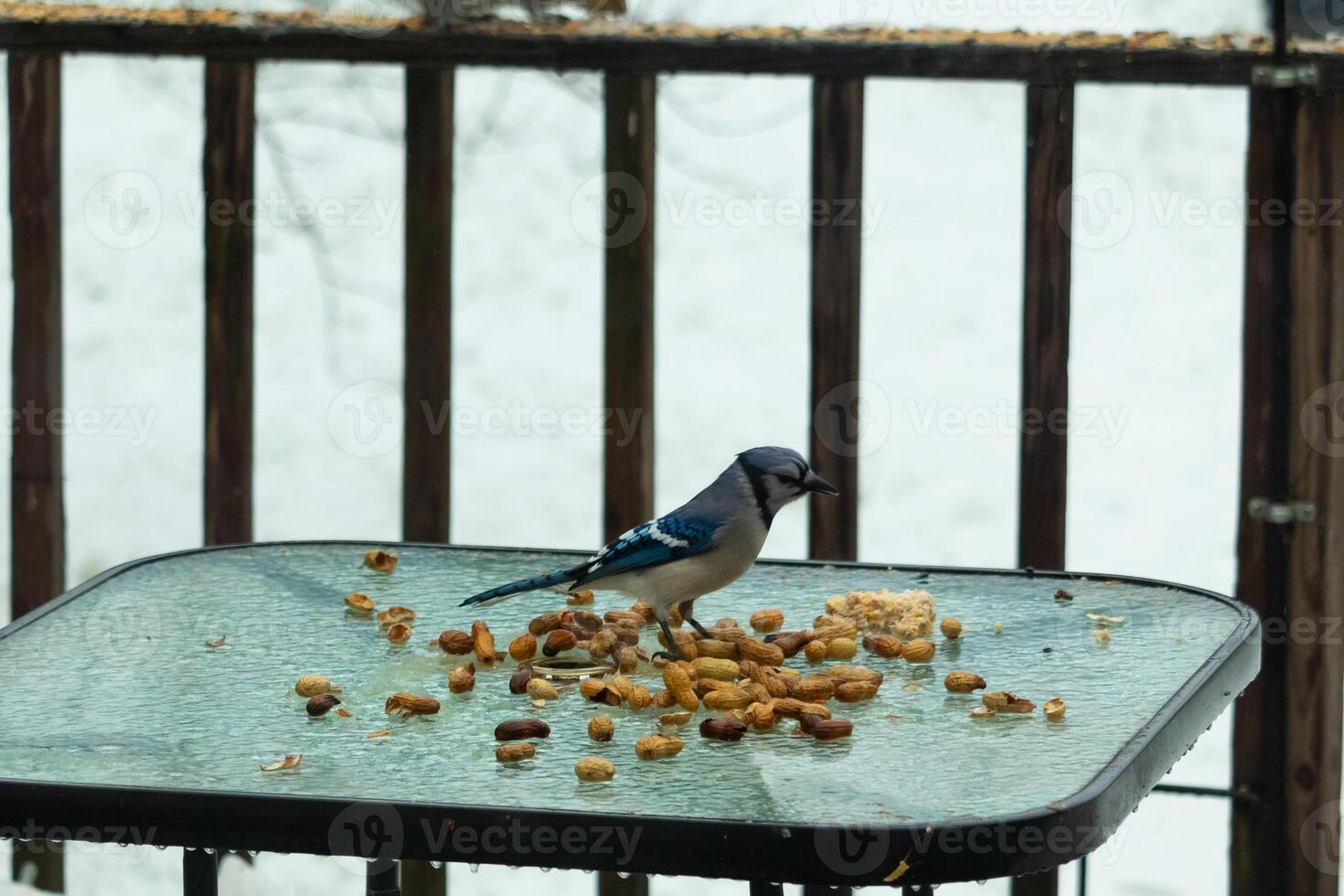 isto lindo azul Jay veio para a vidro mesa para alguns Comida. a bonita pássaro é cercar de amendoim. isto é tal uma frio tonificado imagem. neve em a terra e azul cores todos em volta. foto