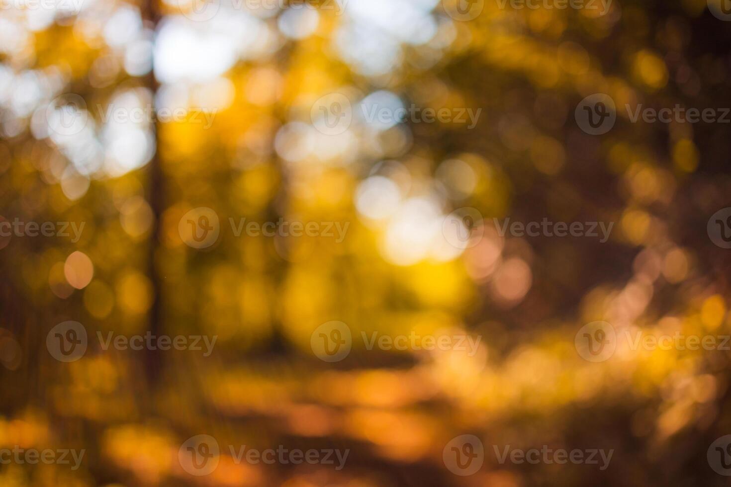 lindo outono panorama com amarelo árvores e Sol. colorida folhagem dentro a parque. queda folhas natural fundo, baixo ponto do visualizar, outono floresta chão. sazonal natureza fechar-se, brilhante natural foto