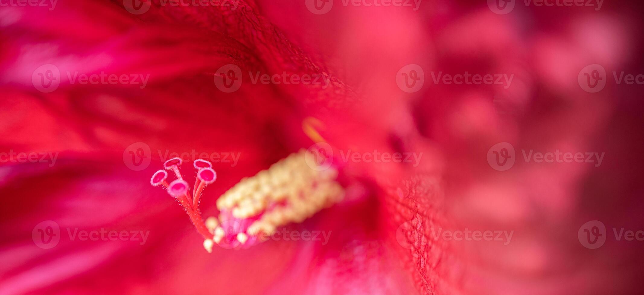 flor de hibisco linda colorida romântica na natureza, folha de flor e flor de hibisco no jardim. jardim de natureza tropical de amor exótico, flor de hibisco desabrochando na paisagem verde turva foto