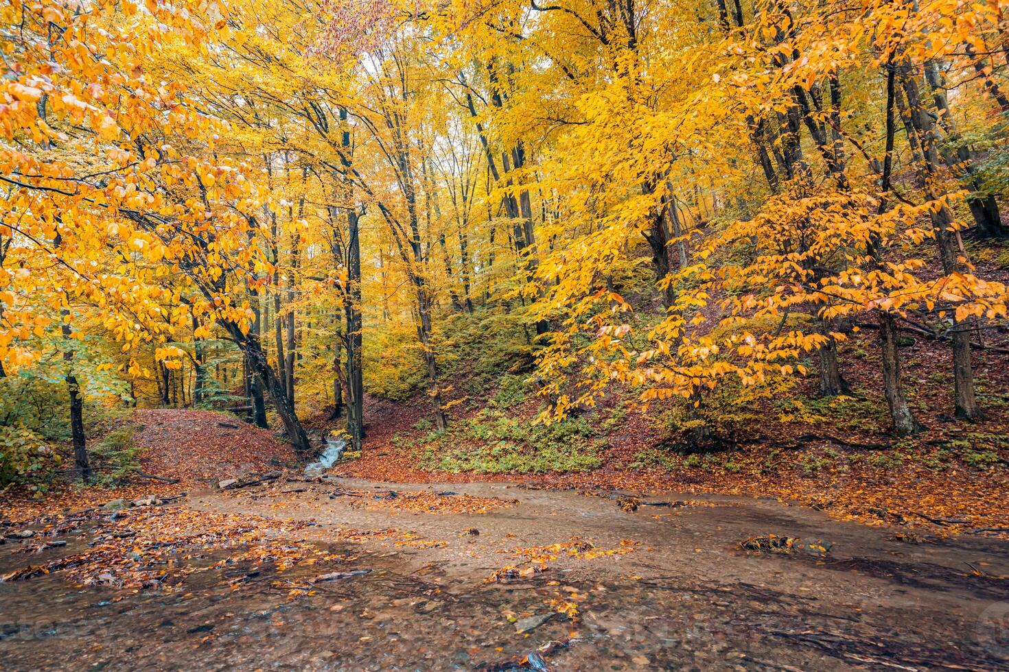 floresta de riacho de outono com rochas de folhagem de árvores amarelas ensolaradas na montanha da floresta. paisagem idílica para caminhadas, bela natureza sazonal do outono. incrível sonho cênico colorido ao ar livre inspirar natureza foto