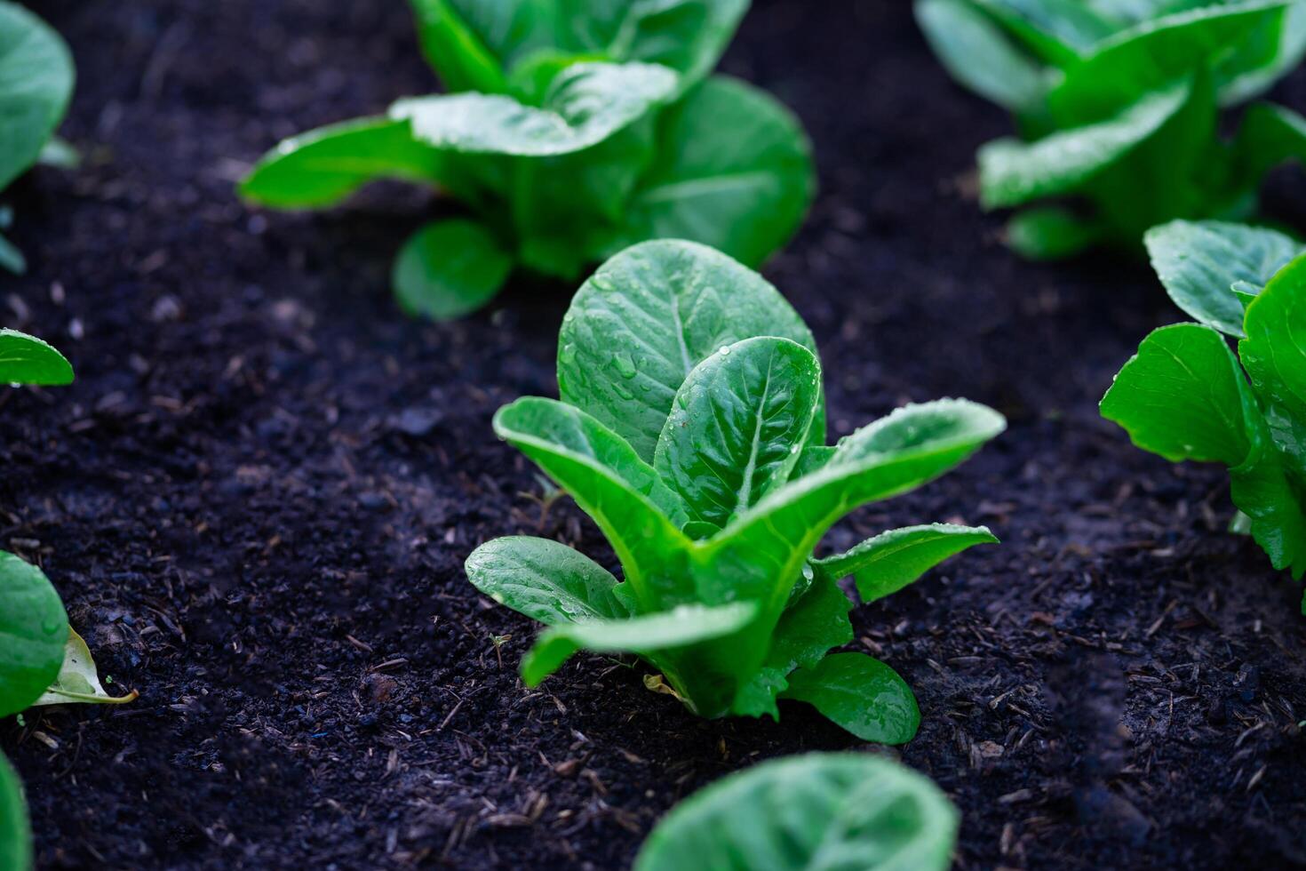 estufa hidropônico vegetal Fazenda fresco verde salada crescendo dentro a jardim. foto