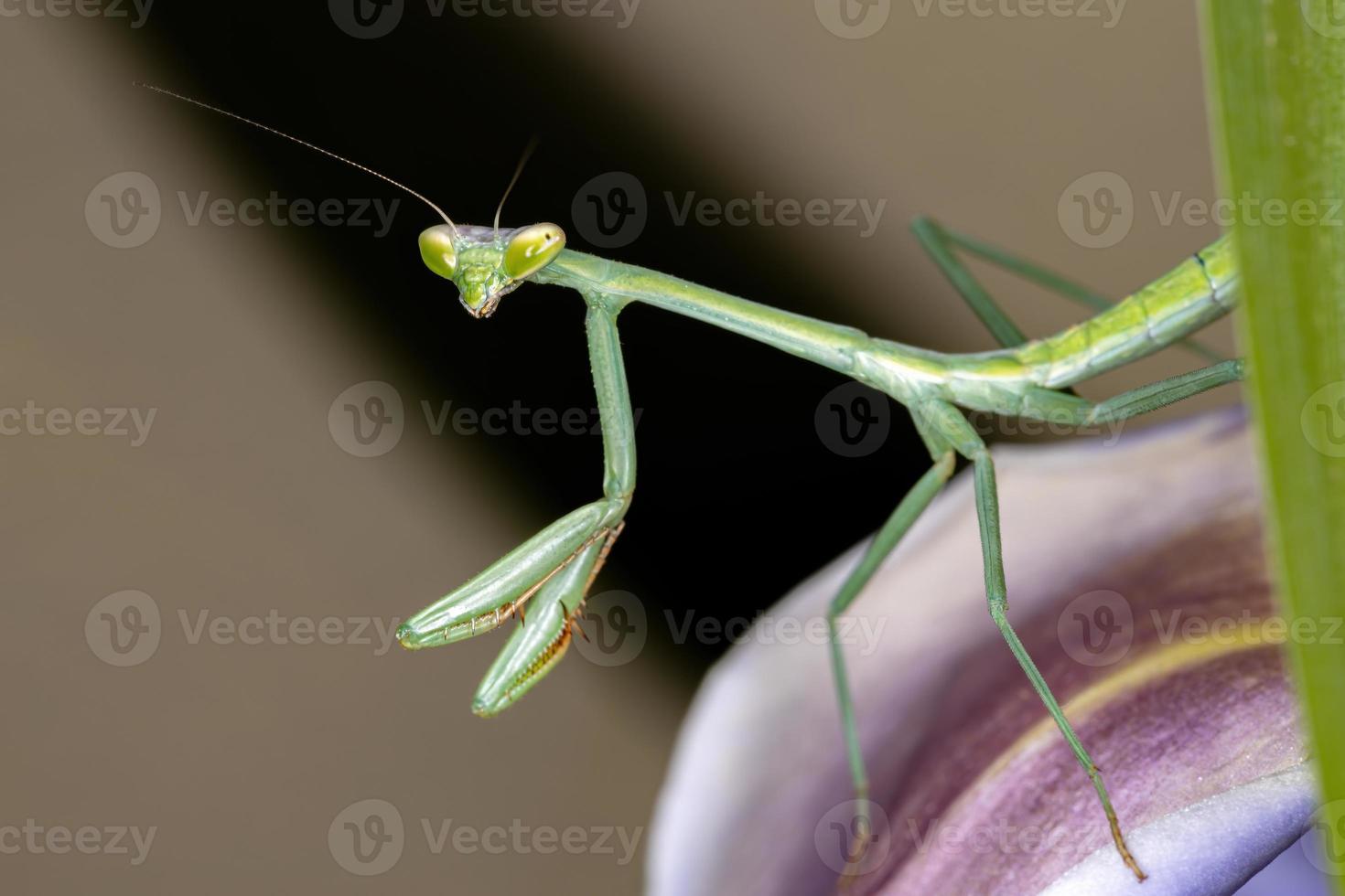 mantídeo verde brasileiro foto