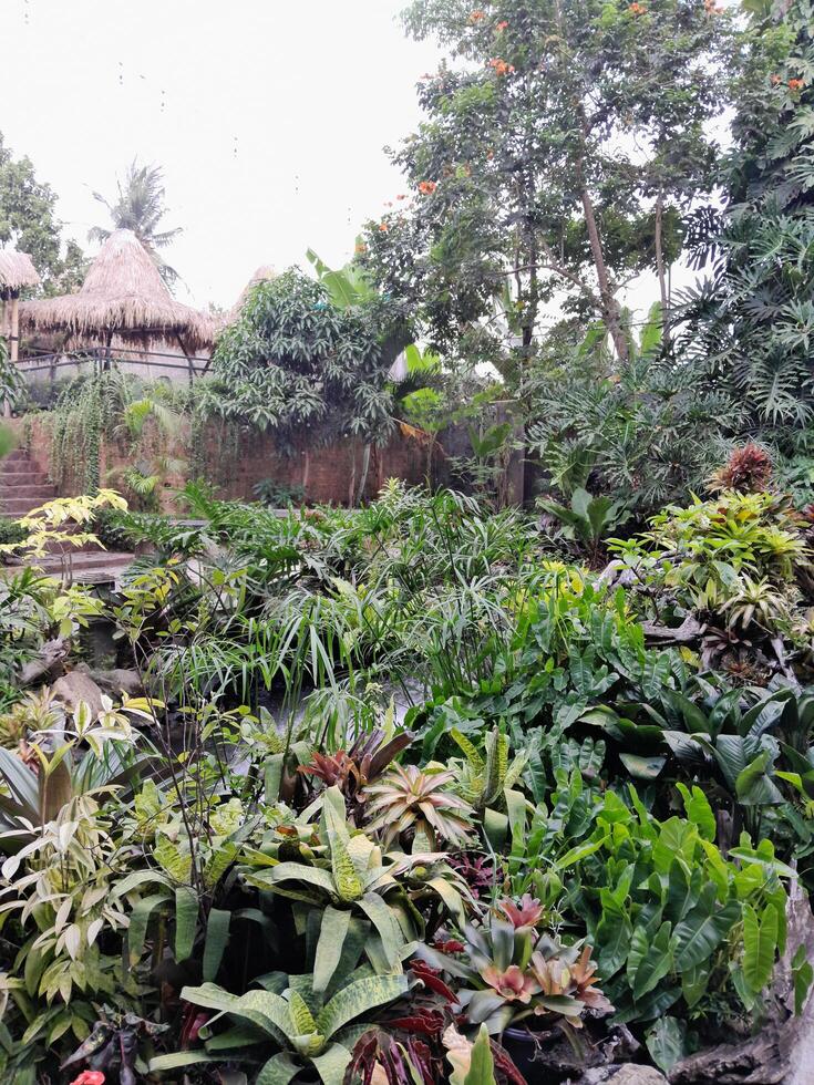 fotos do muitos plantas e lagoas. perfeito para revistas, jornais e tablóides