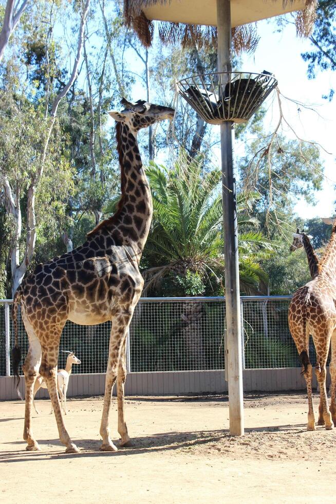 girafa comendo dentro habitat foto