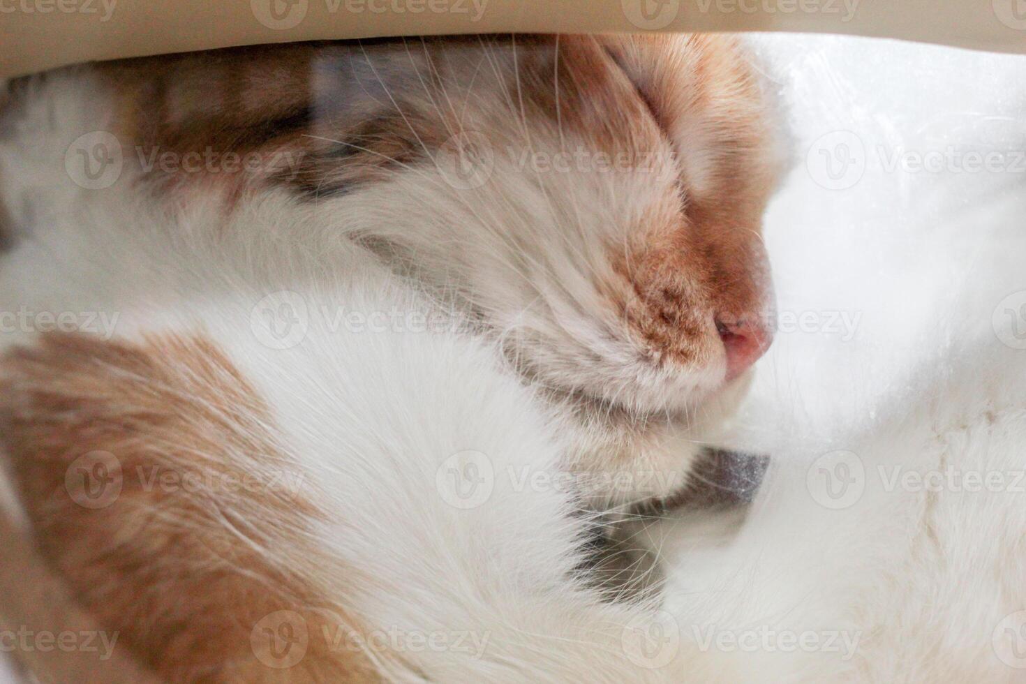 uma gato dormindo dentro uma tigela foto