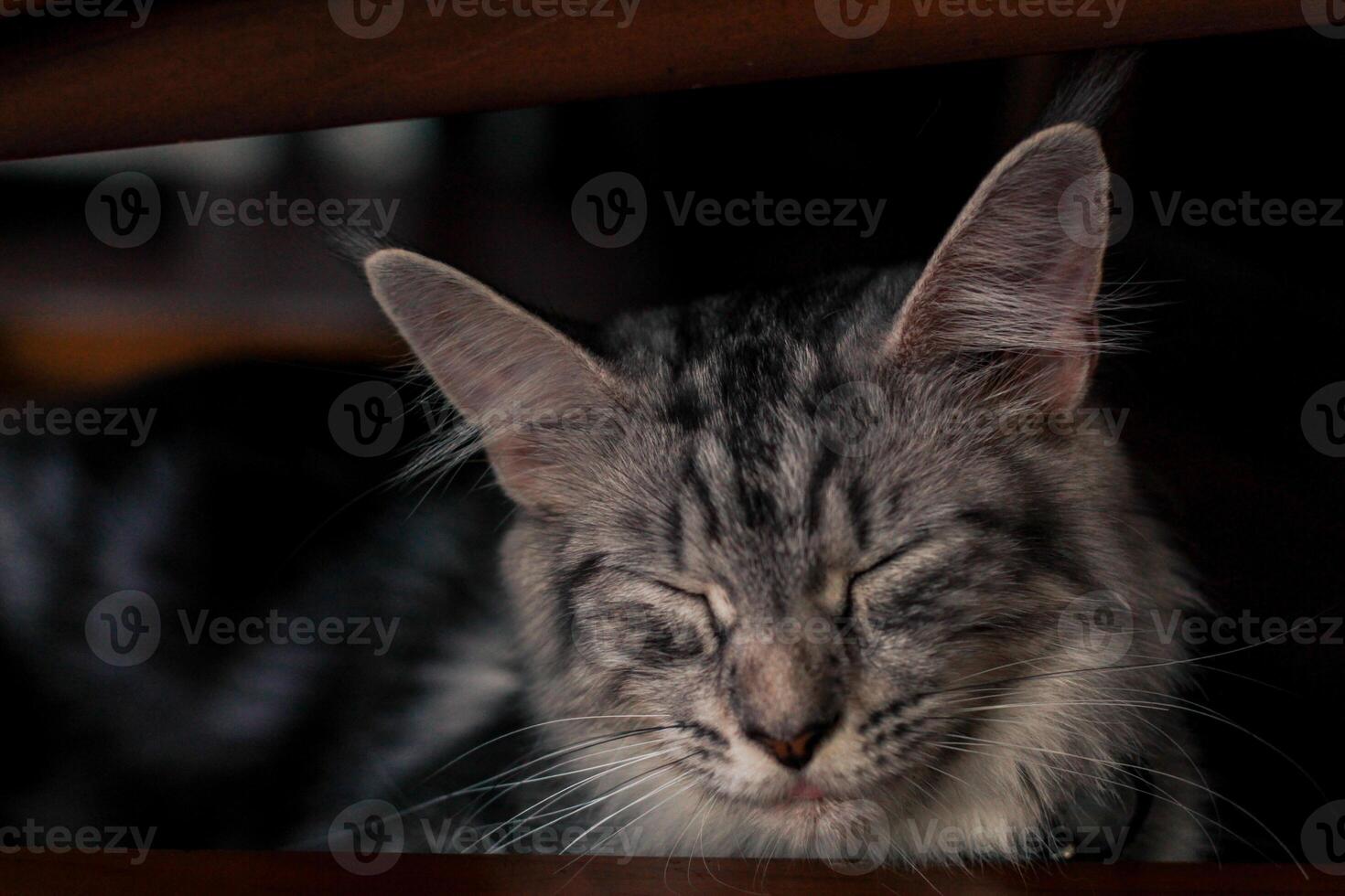 uma gato é dormindo debaixo uma cadeira foto