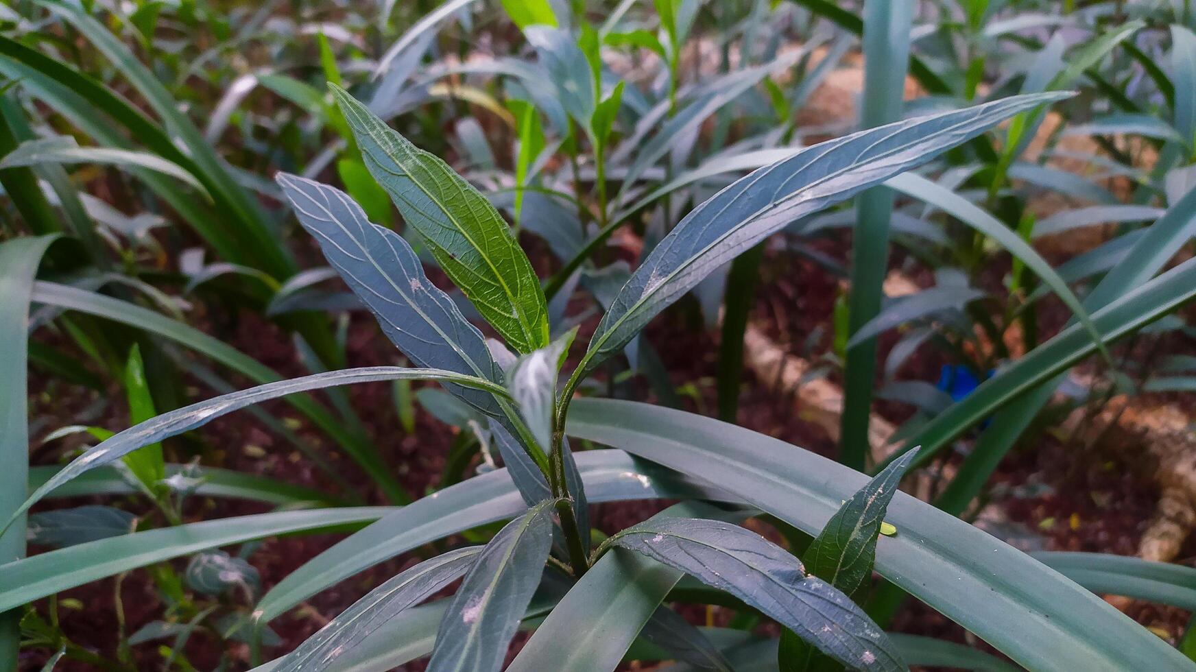 uma grupo do pequeno verde plantas crescendo alta e exuberante dentro a jardim atrás a casa foto