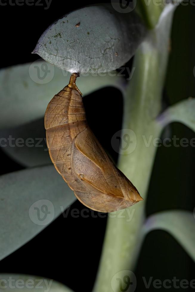 casulo de borboleta brasileira foto