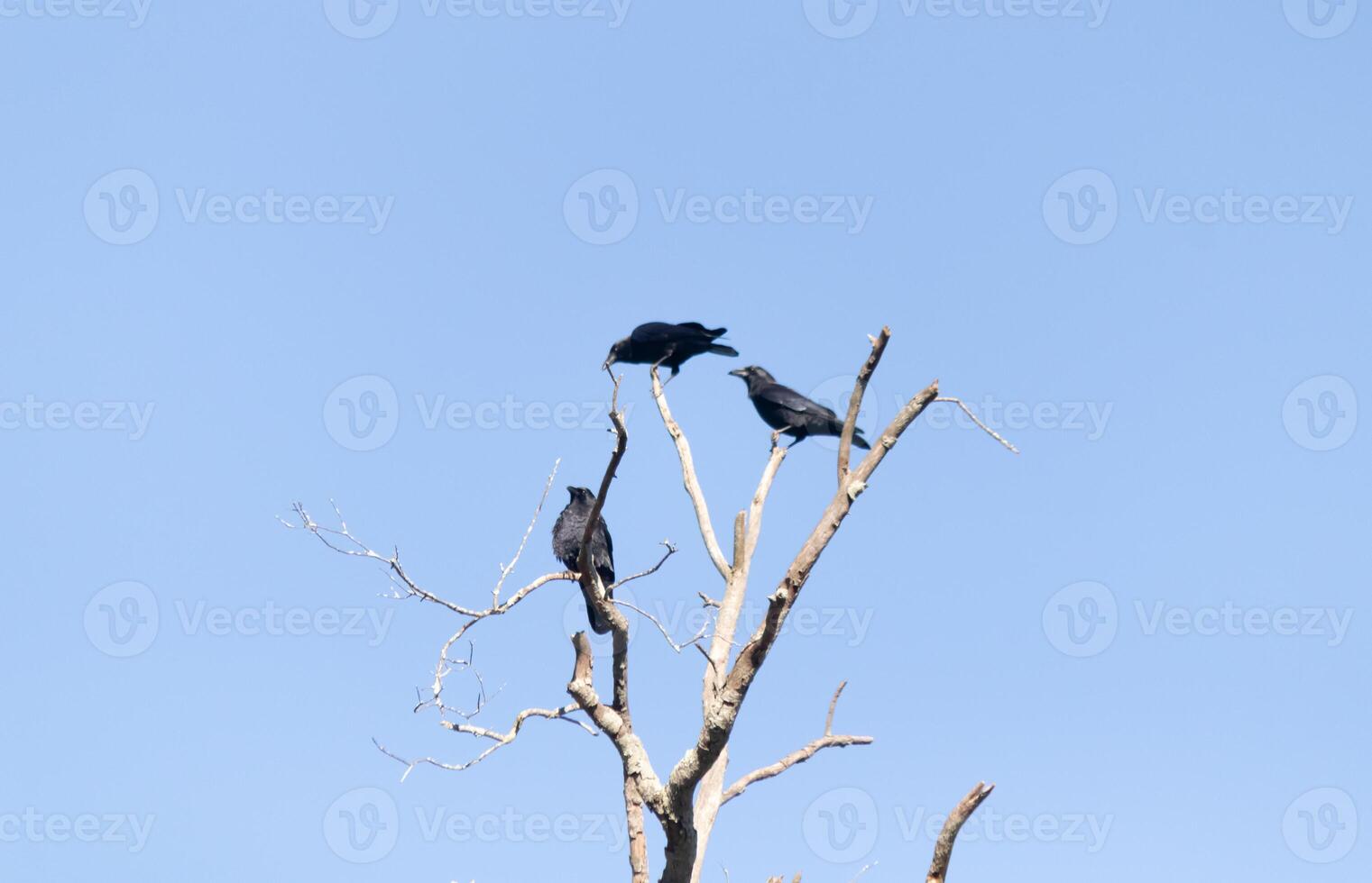 esses lindo corvos Sentou empoleirado no topo a árvore ramificado olhando bastante confortável. a ampla Preto pássaros geralmente fique juntos dentro seus assassinato. a outono folhagem pode estar visto todos em volta. foto