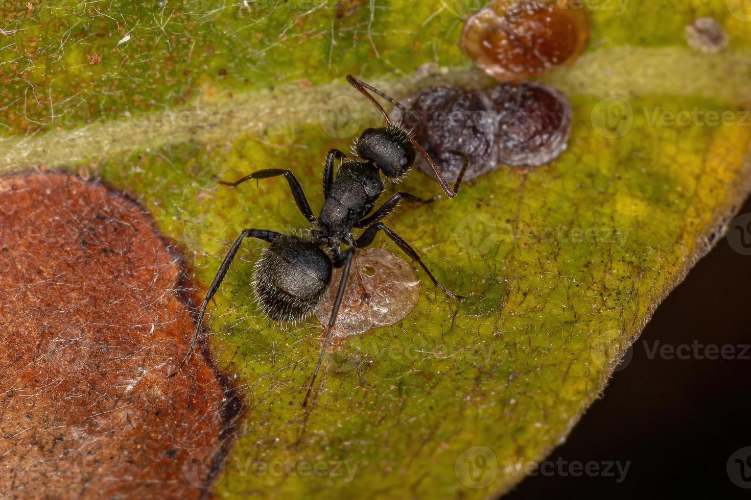 interação simbólica entre formigas carpinteiras e insetos cochonilhas foto