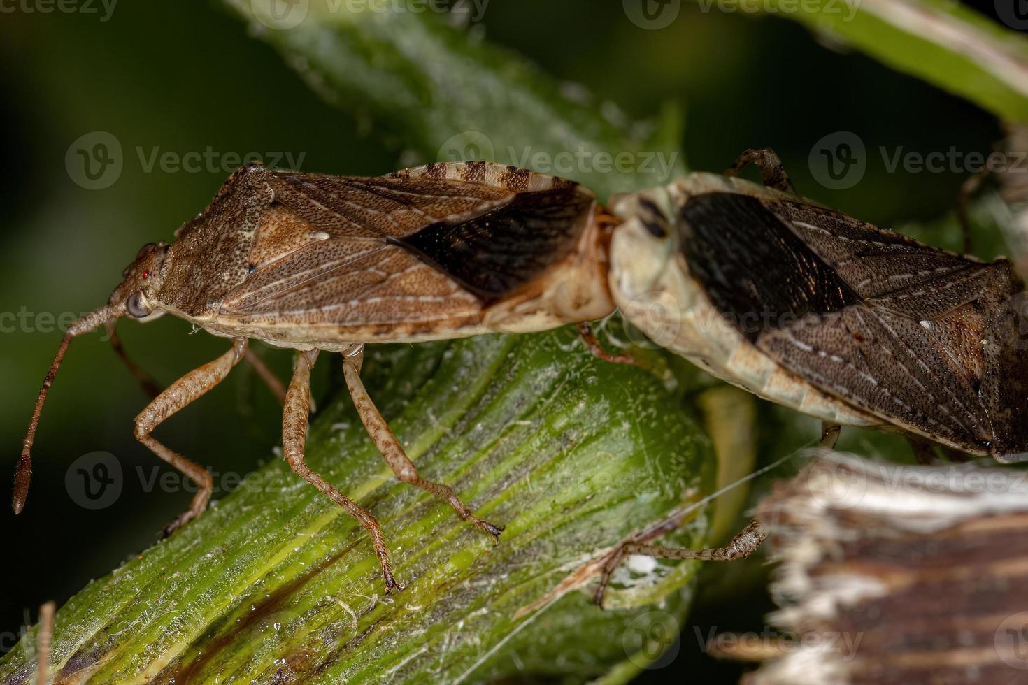acoplamento de insetos pentatomomorfos adultos foto