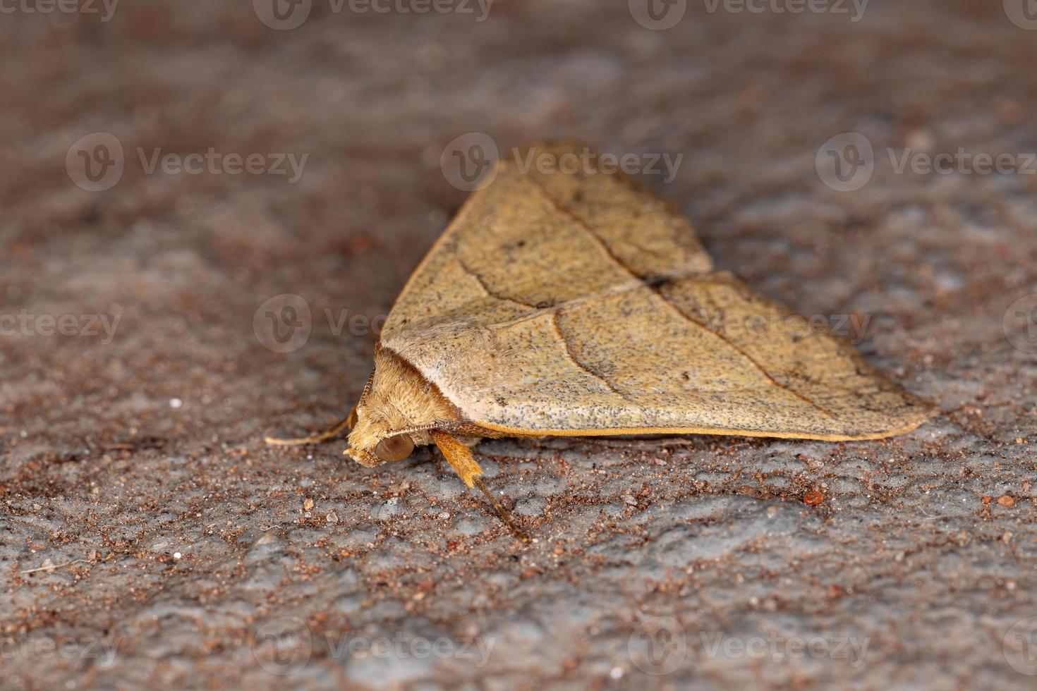 mariposa tussock amarela foto