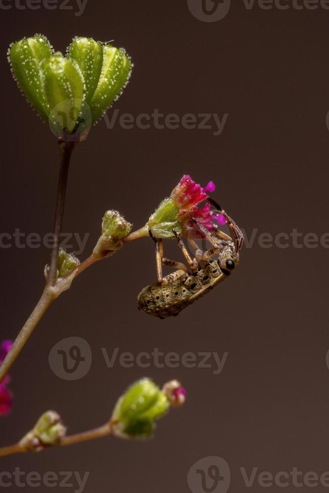 ninfa do bug pentatomomorfo foto