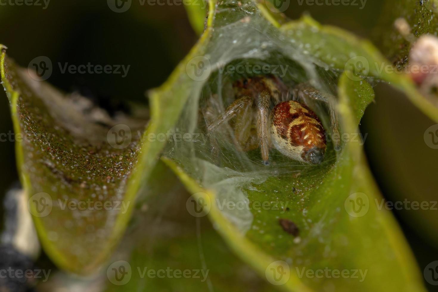 pequena aranha saltadora foto