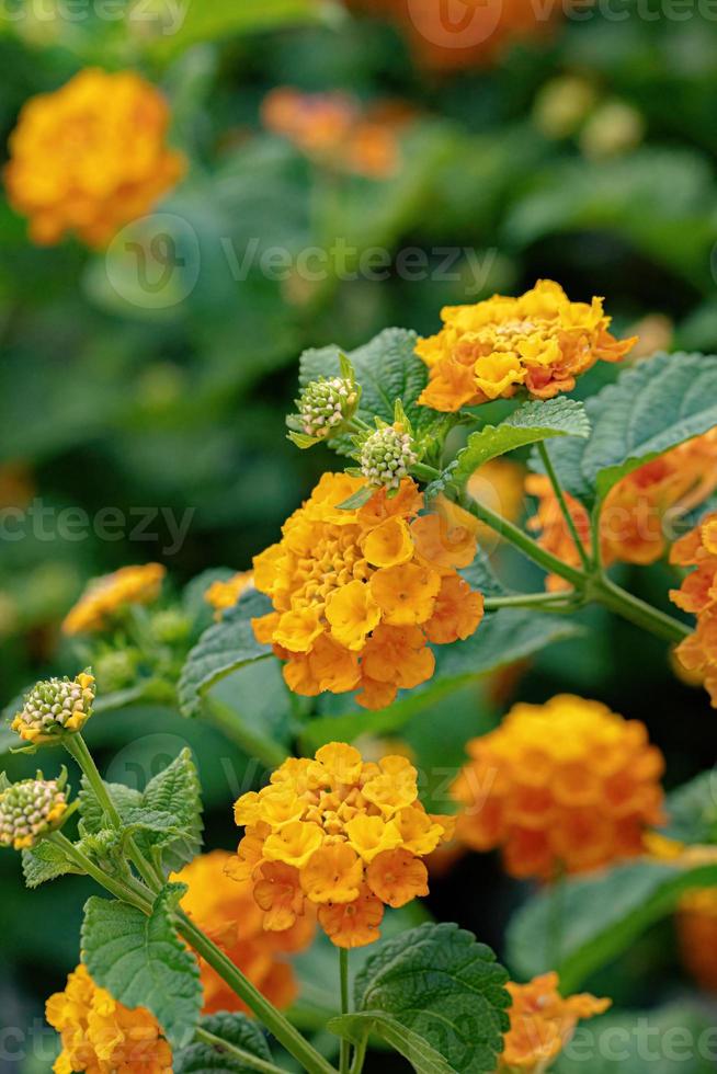 flor de lantana comum foto