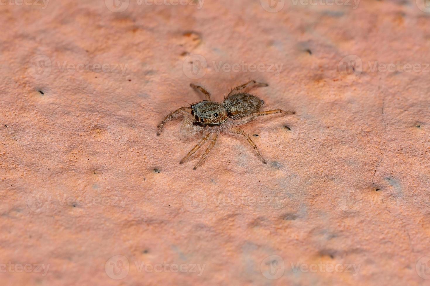 aranha saltadora de parede cinza foto