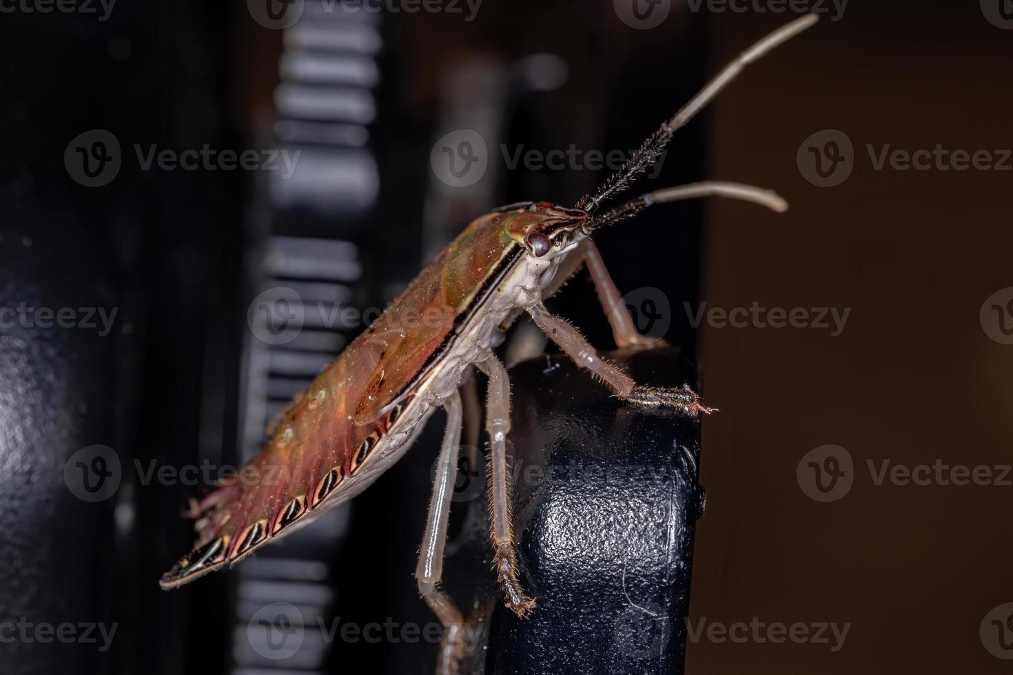 percevejo laranja foto