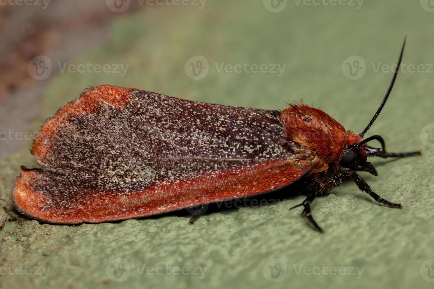 mariposa tigre vermelha foto