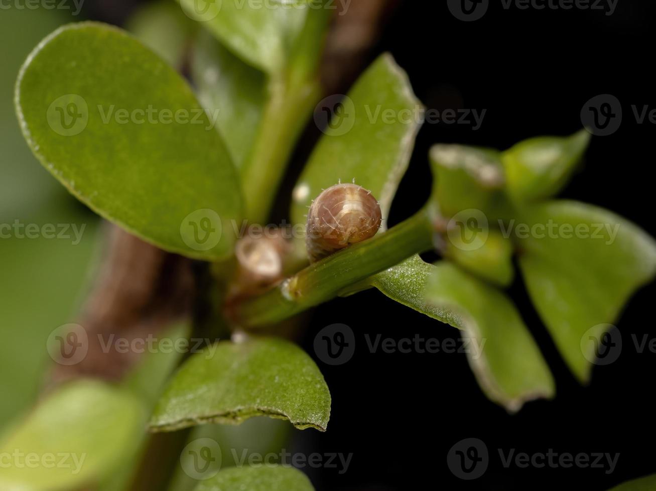 hover fly pupa foto