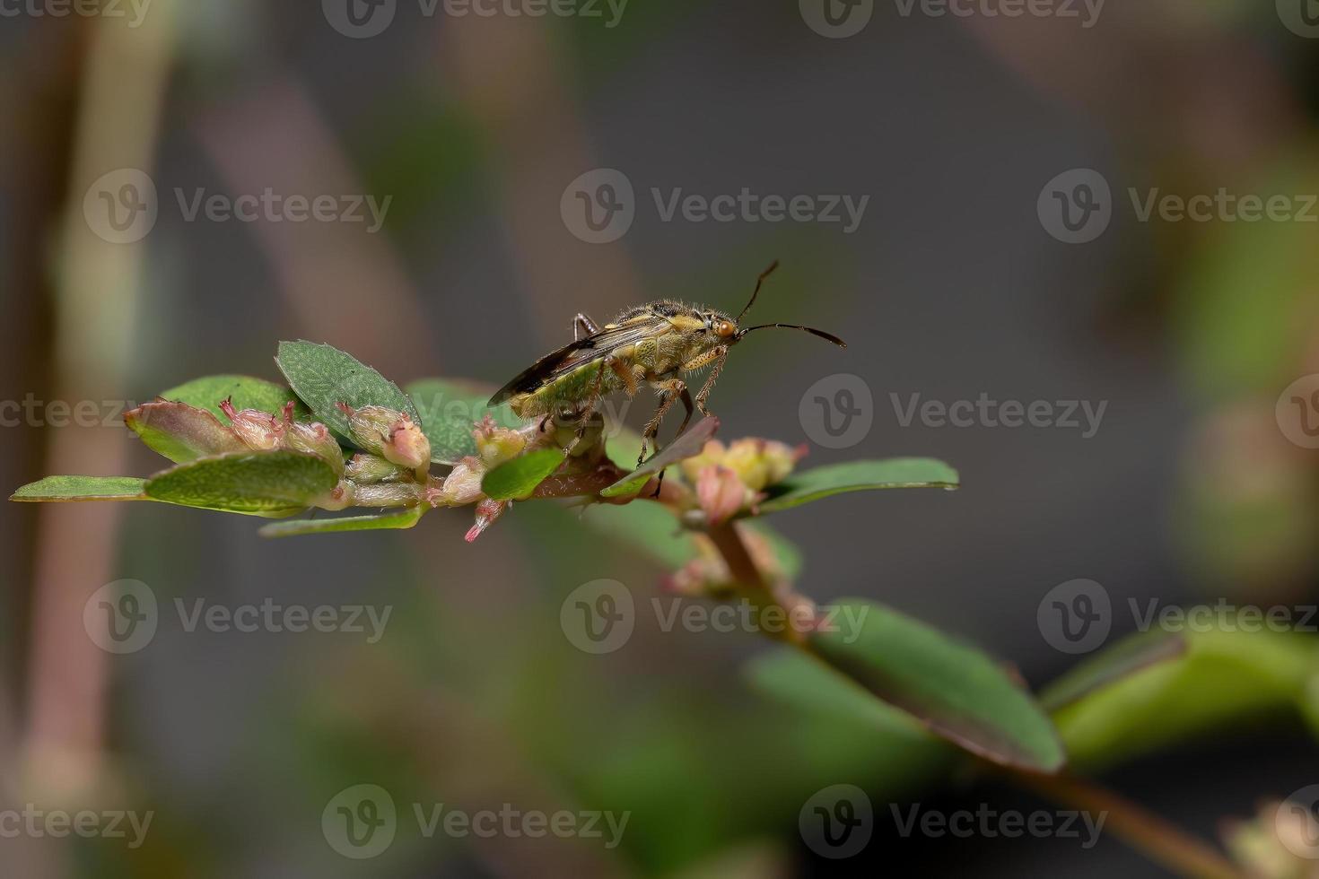 inseto planta adulta sem cheiro foto