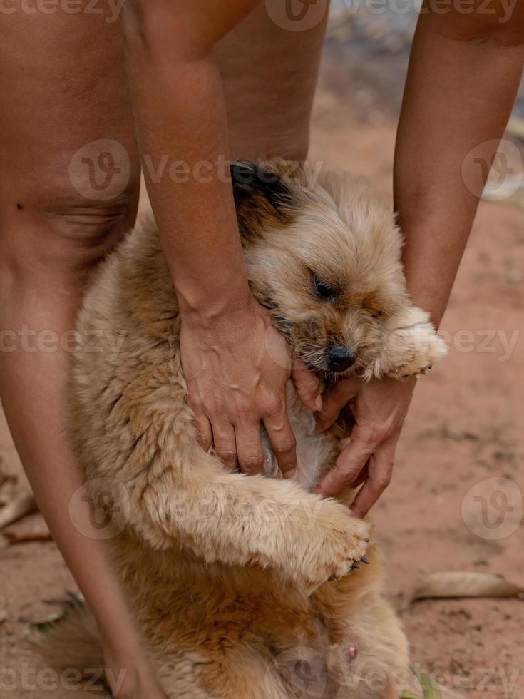 cachorro doméstico em uma fazenda foto