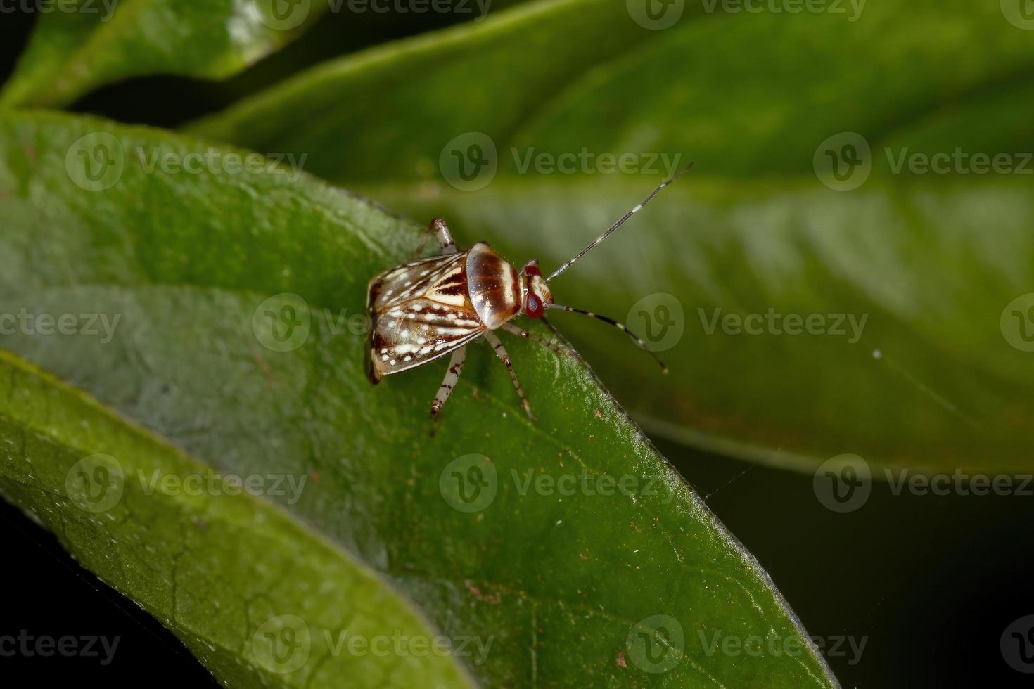 inseto planta adulta foto