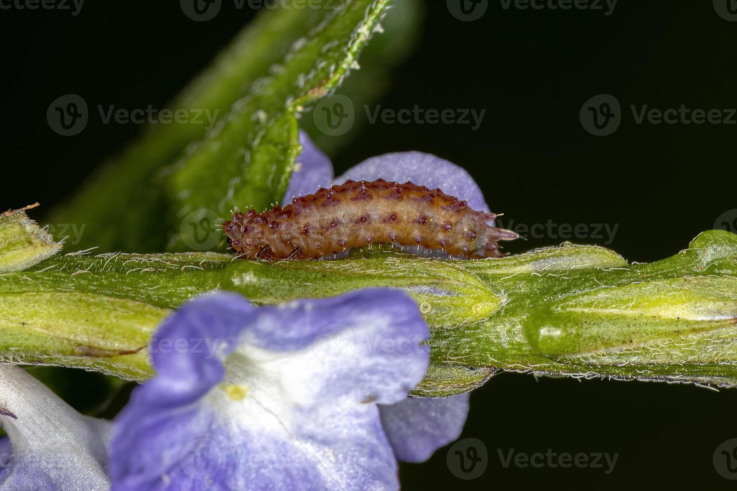 larva de besouro de pulga foto