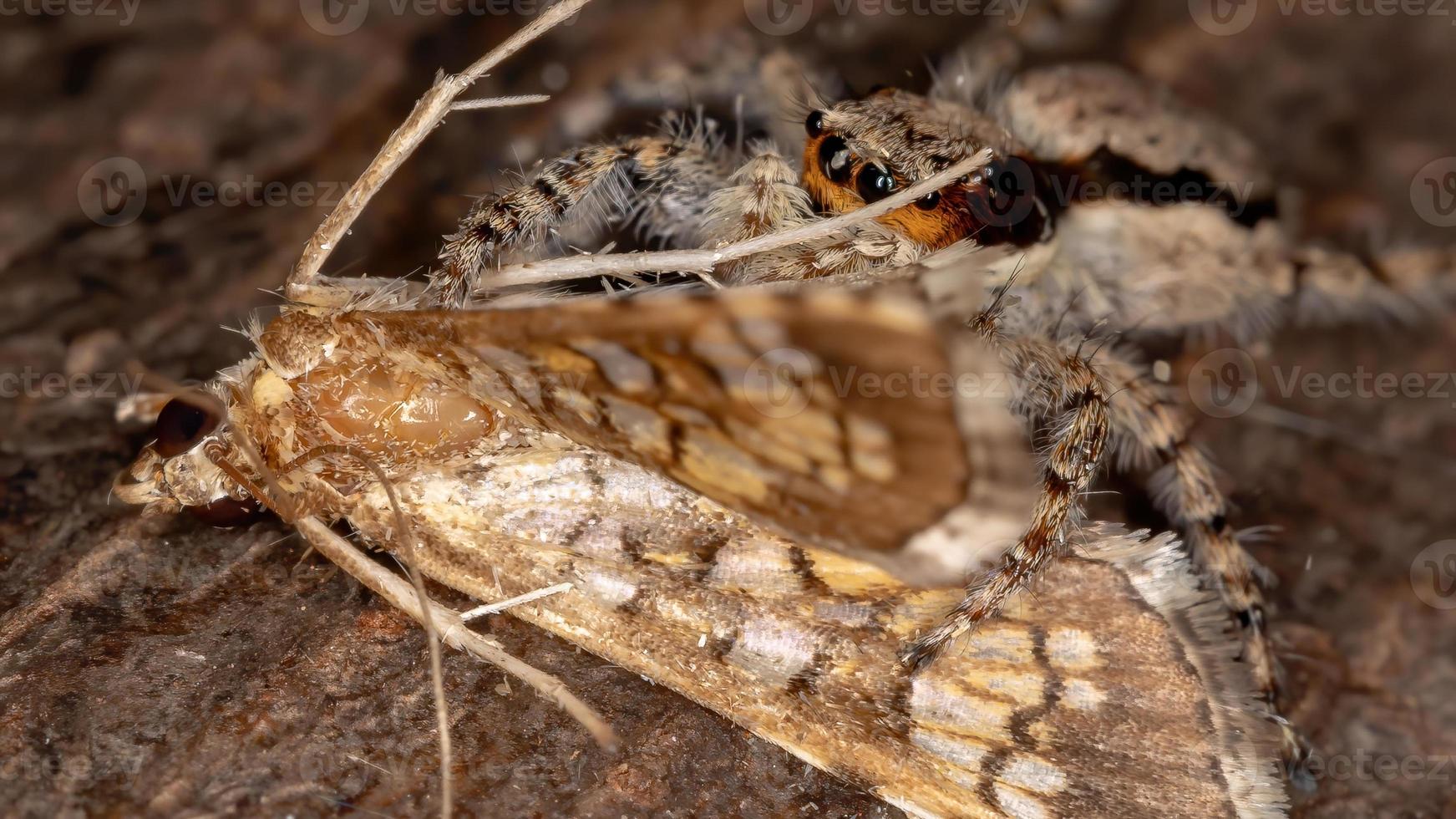 parede cinza aranha saltadora atacando uma mariposa de montagem foto