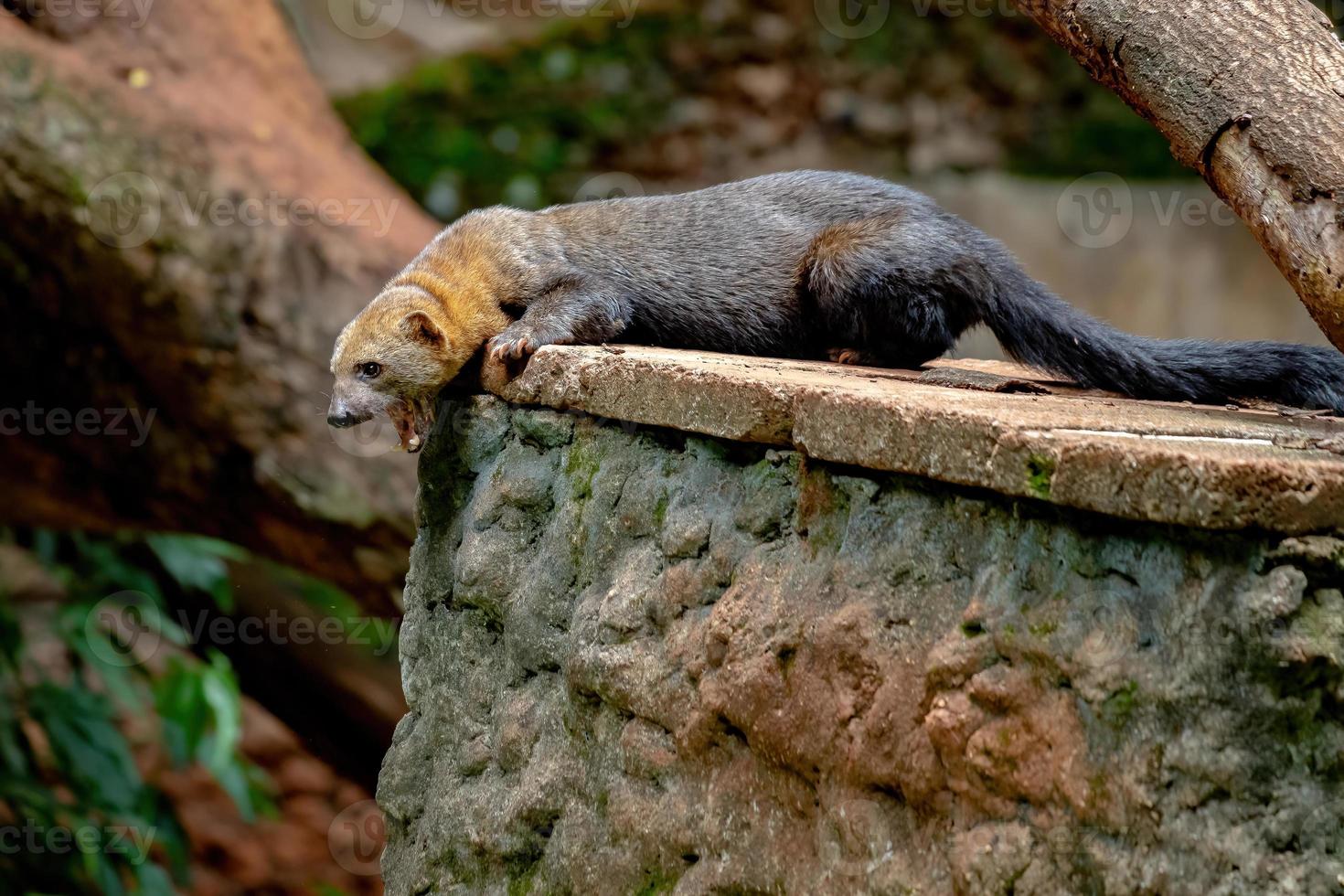 animal selvagem tayra foto