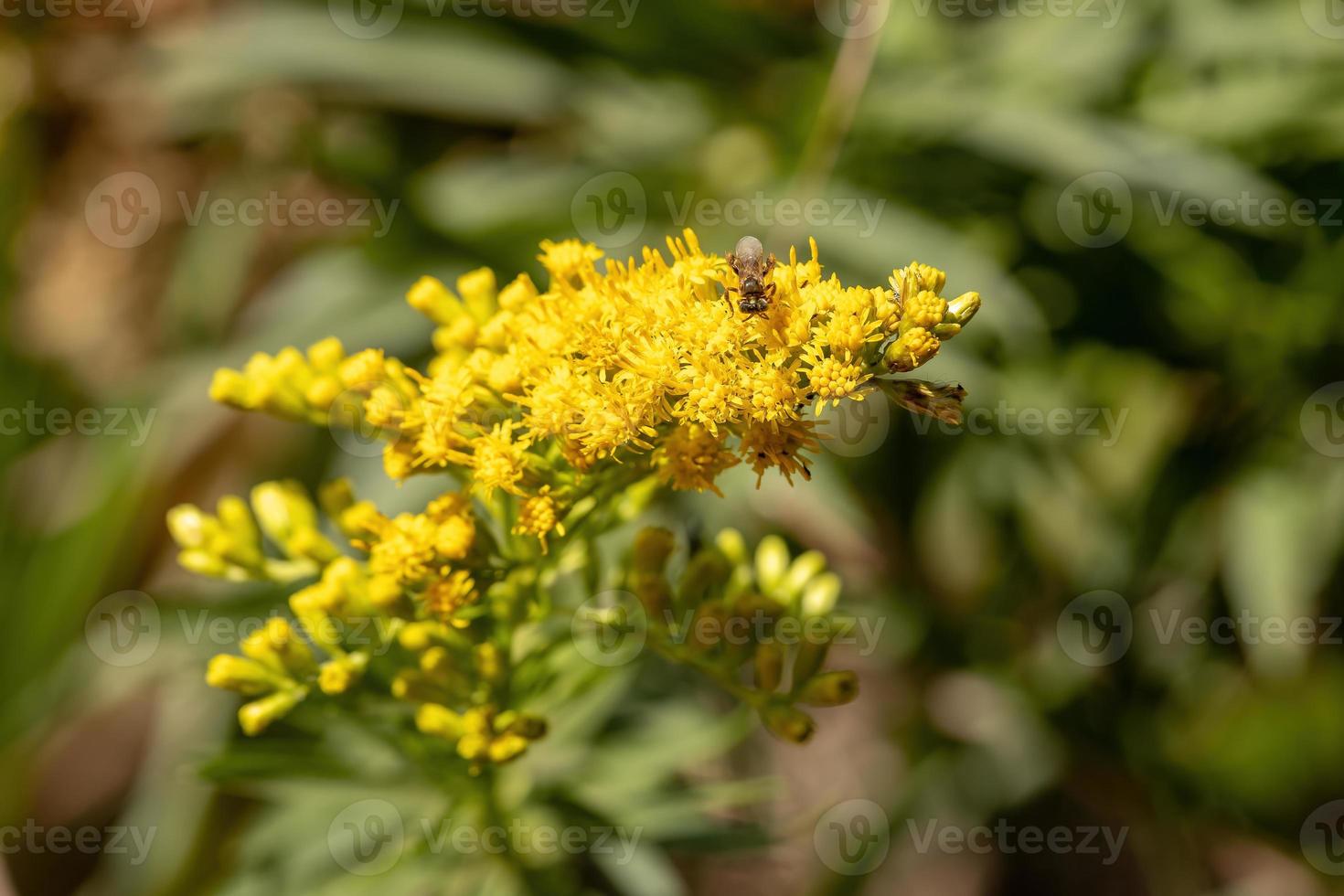 planta de anis goldenrod foto