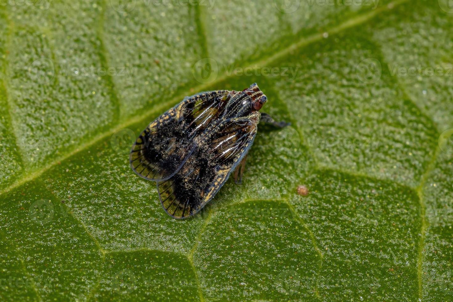 planthopper pequeno adulto foto