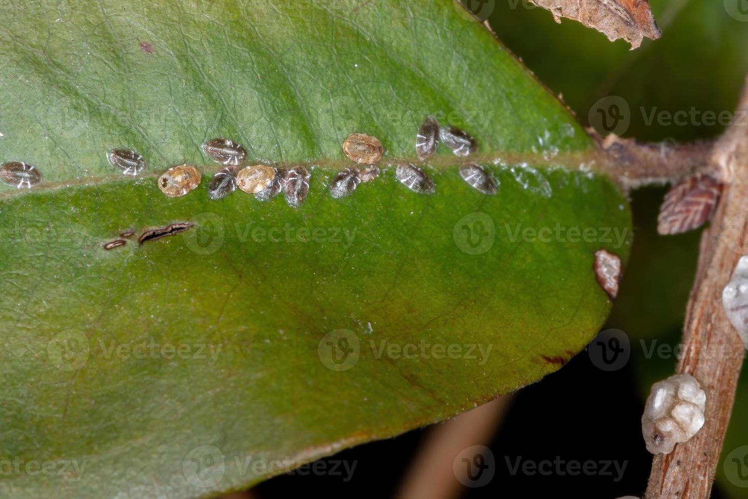 Insetos com escamas de tartaruga foto