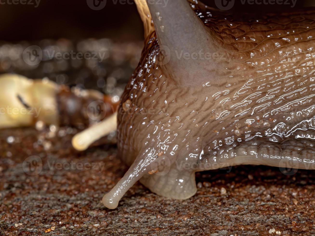 caracol gigante africano foto