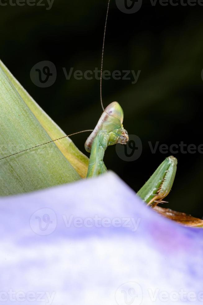 mantídeo verde brasileiro foto