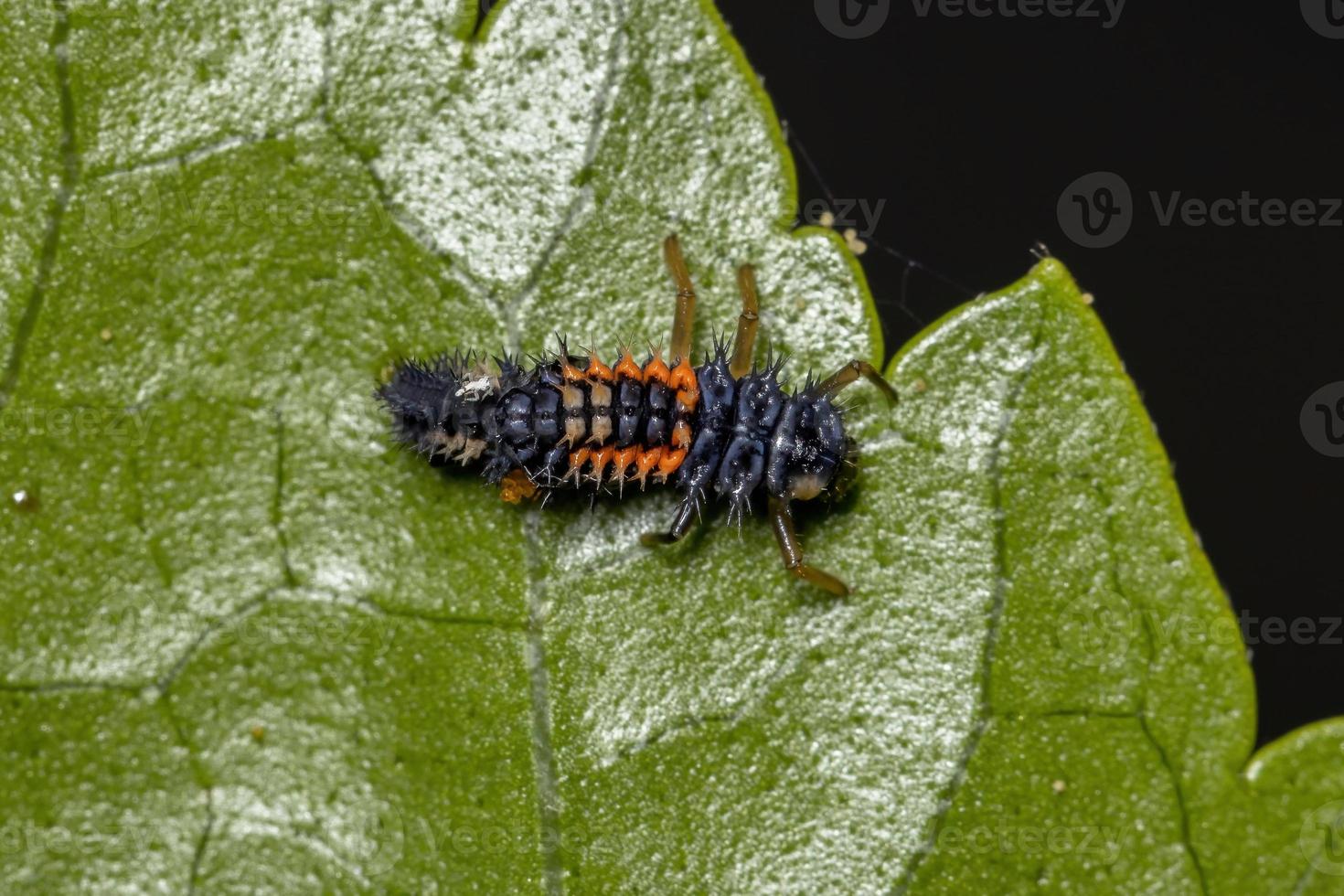 larvas de besouro asiático foto