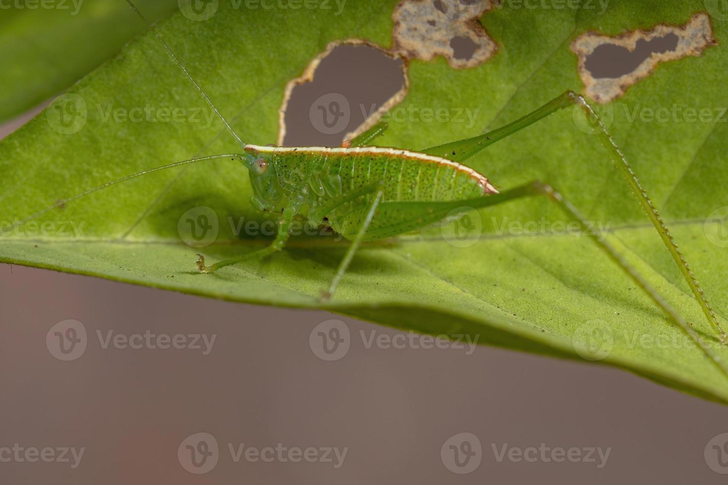 folha ninfa katydid foto