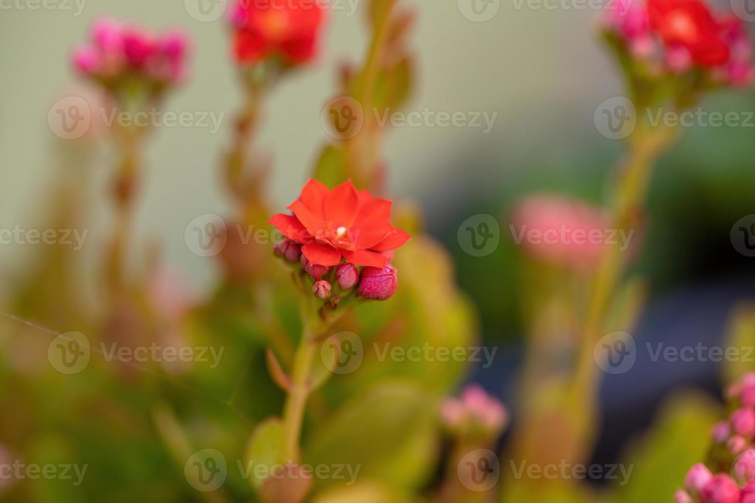 flor vermelha katy flamejante foto