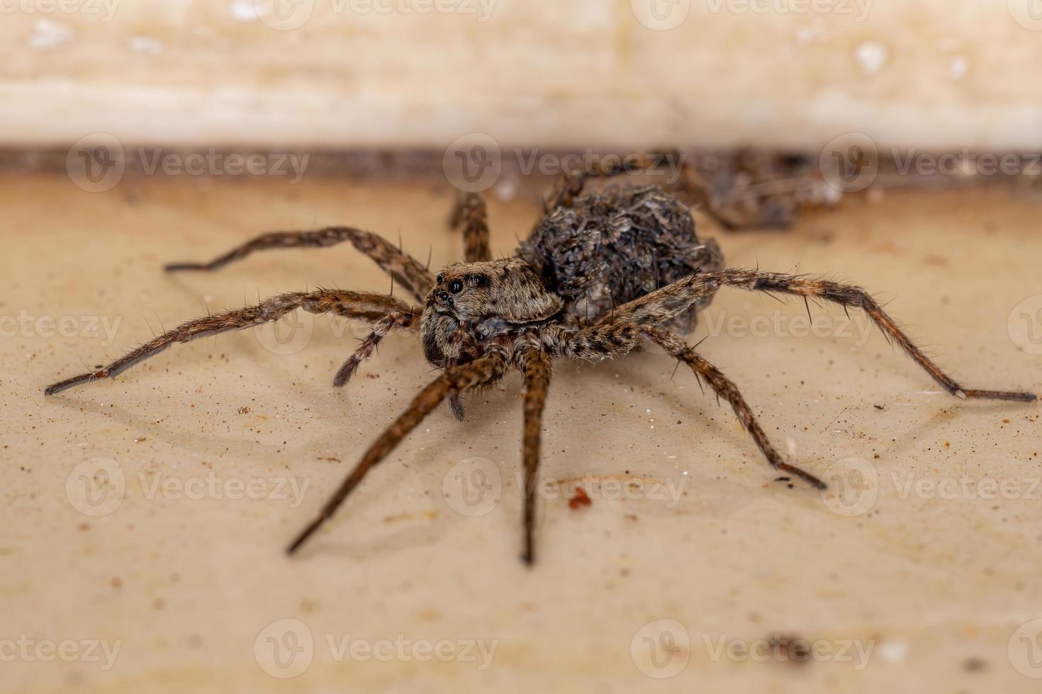 aranha lobo carregando o jovem foto