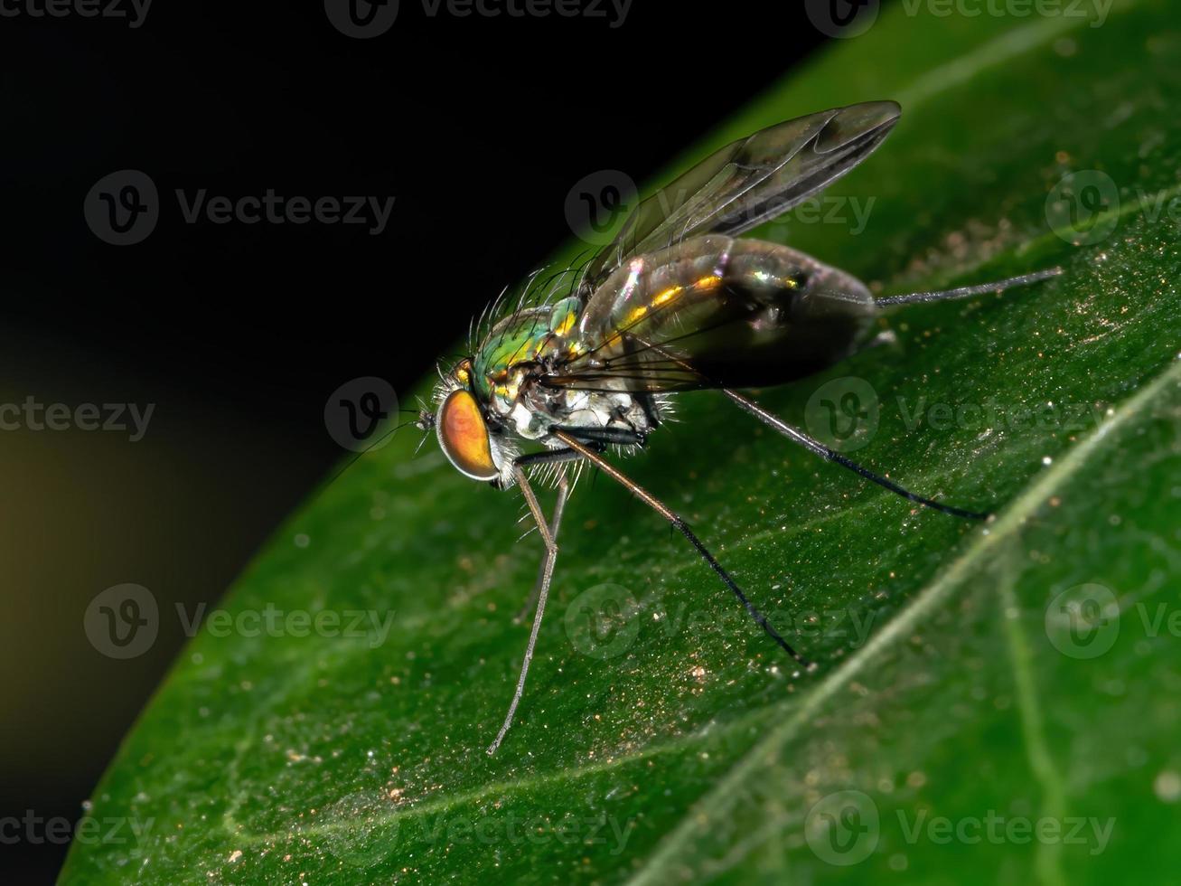 mosca verde de pernas compridas foto