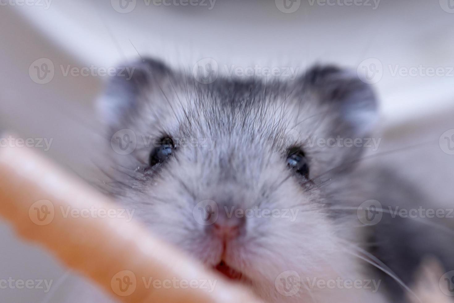 hamster anão Campbell foto