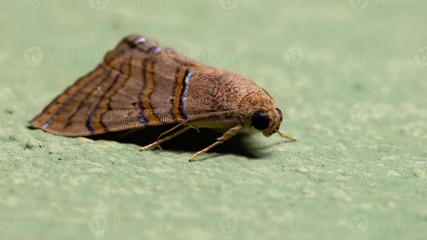 mariposa brasileira foto