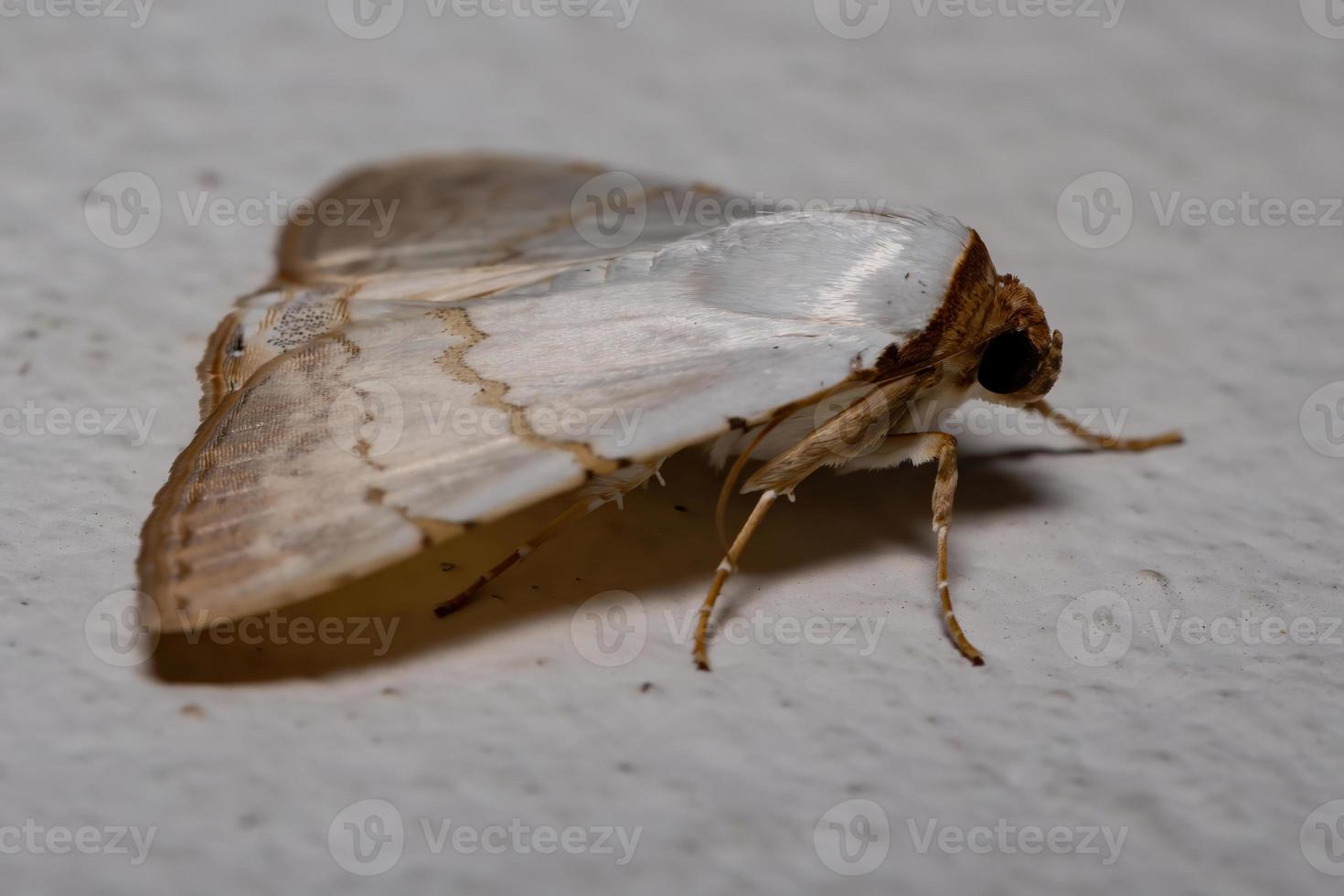 mariposa adulta underwing foto