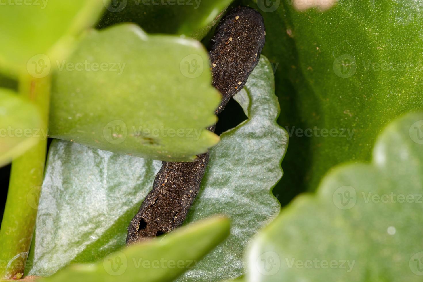 lagarta comendo a planta katy flamejante foto