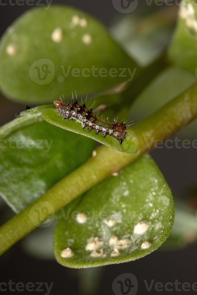 lagarta comendo uma planta comum beldroegas foto