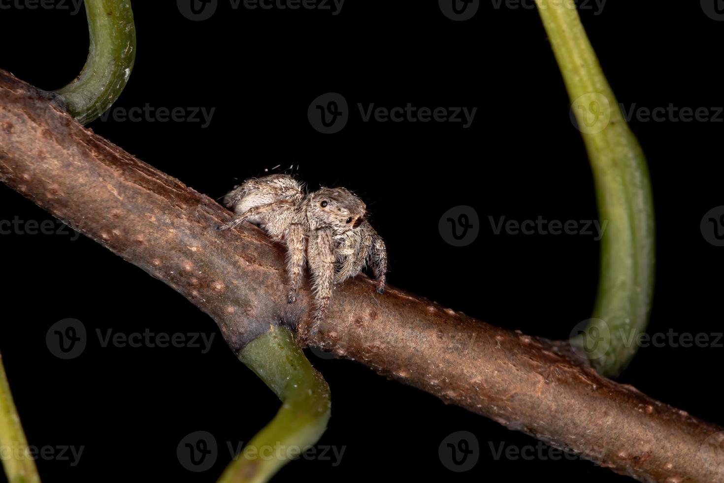 aranha saltadora masculina foto