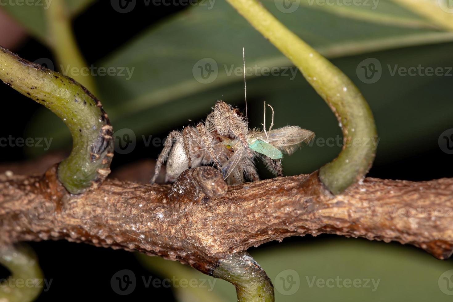 aranha saltadora masculina foto