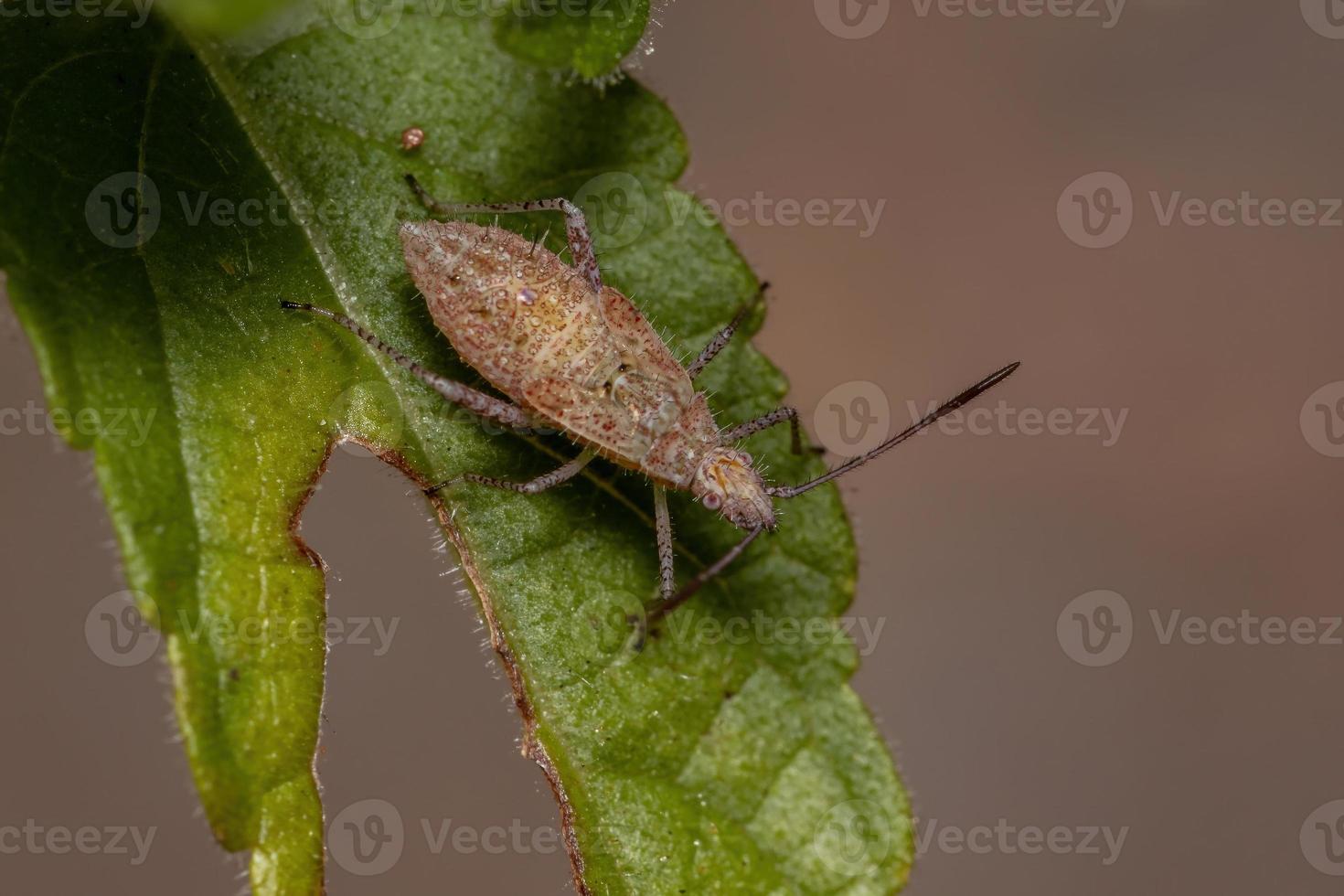 ninfa do bug pentatomomorfo foto