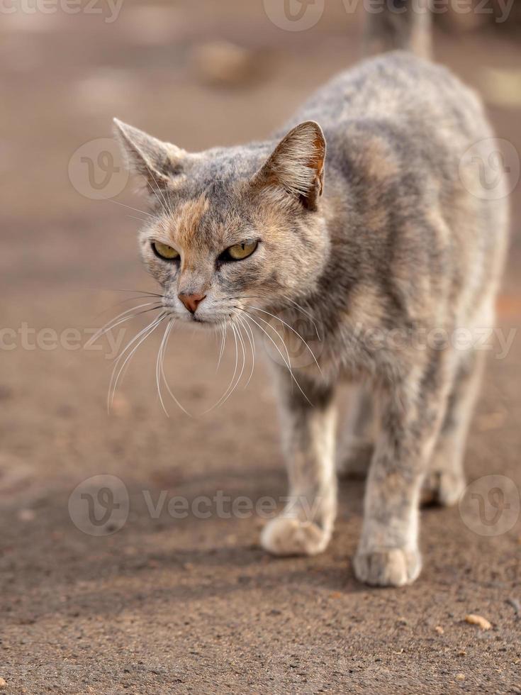 cara de gato doméstico foto