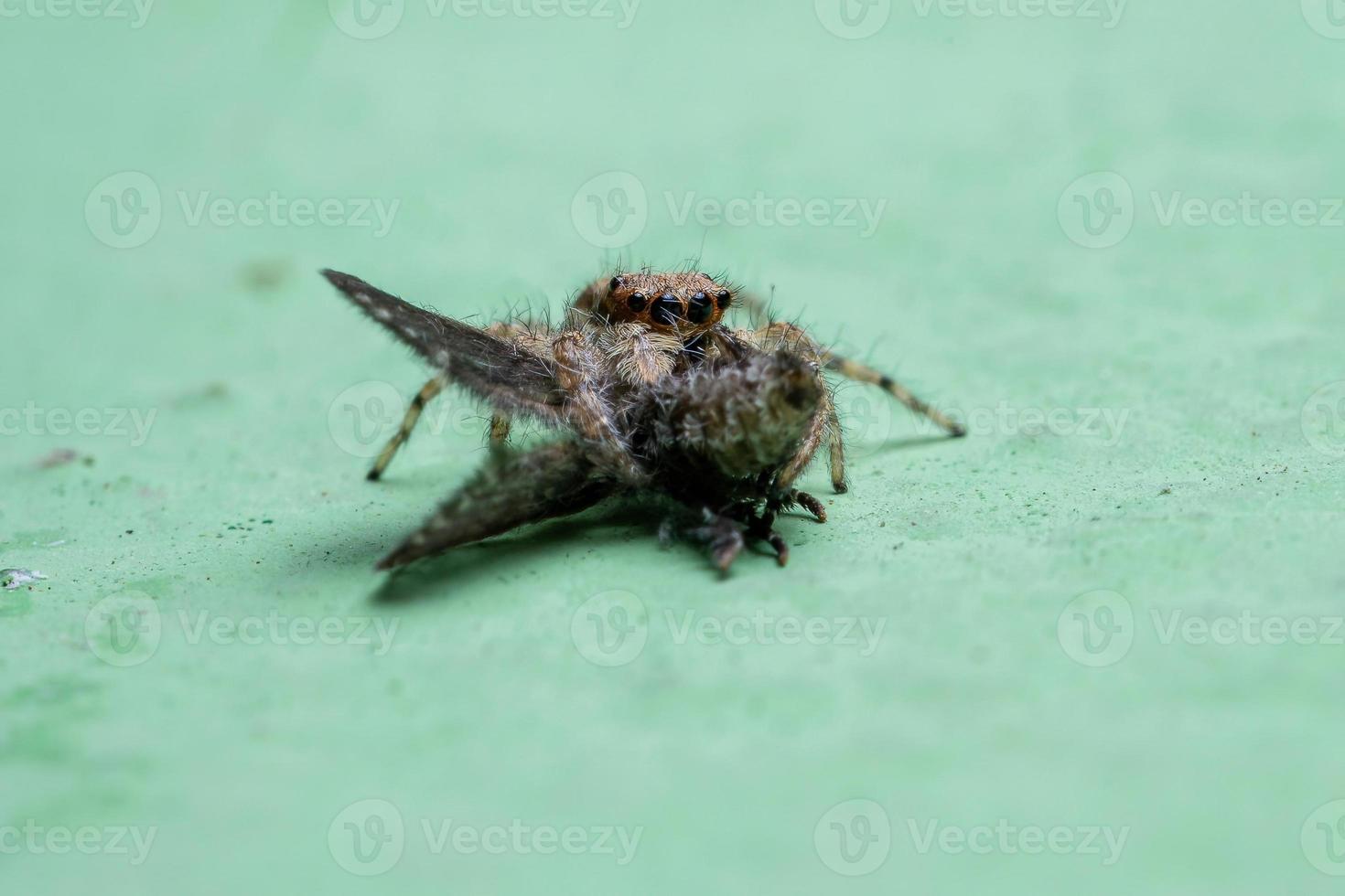 parede cinza pulando aranha atacando uma mosca mariposa do banheiro foto